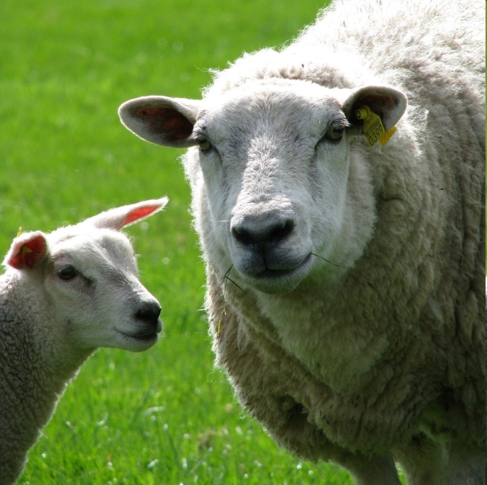 newsimgupload/Futter für Schafe und Lämmer (ohne zugefügten Kupfer).jpg